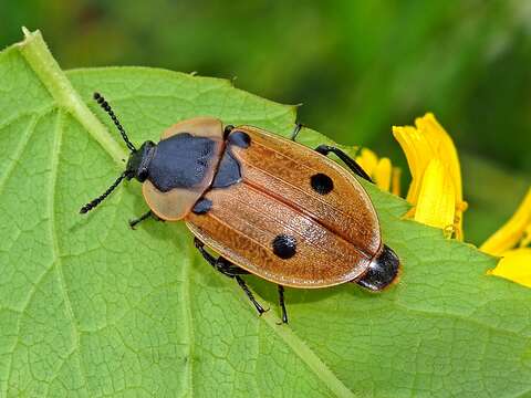 Dendroxena quadrimaculata (Scopoli 1771) resmi