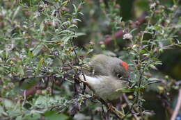 Image of Golden-crowned Kinglet