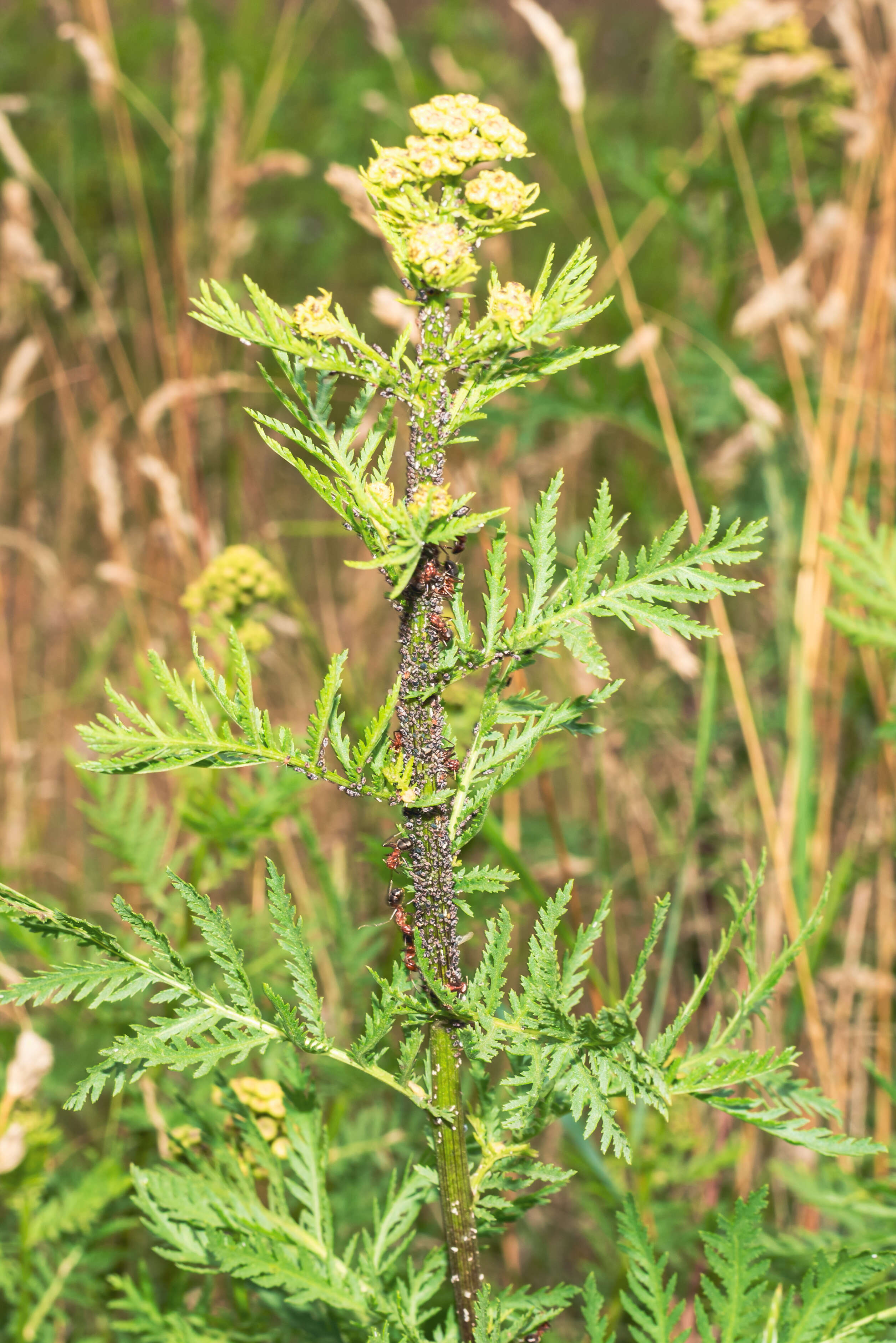 Слика од Formica truncorum Fabricius 1804