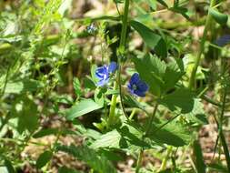 Image of Health Speedwell