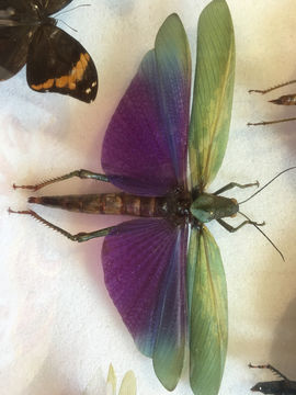 Image of <i>Titanacris albipes</i> (De Geer 1773)