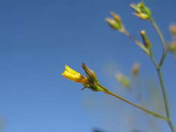 Image of French flax