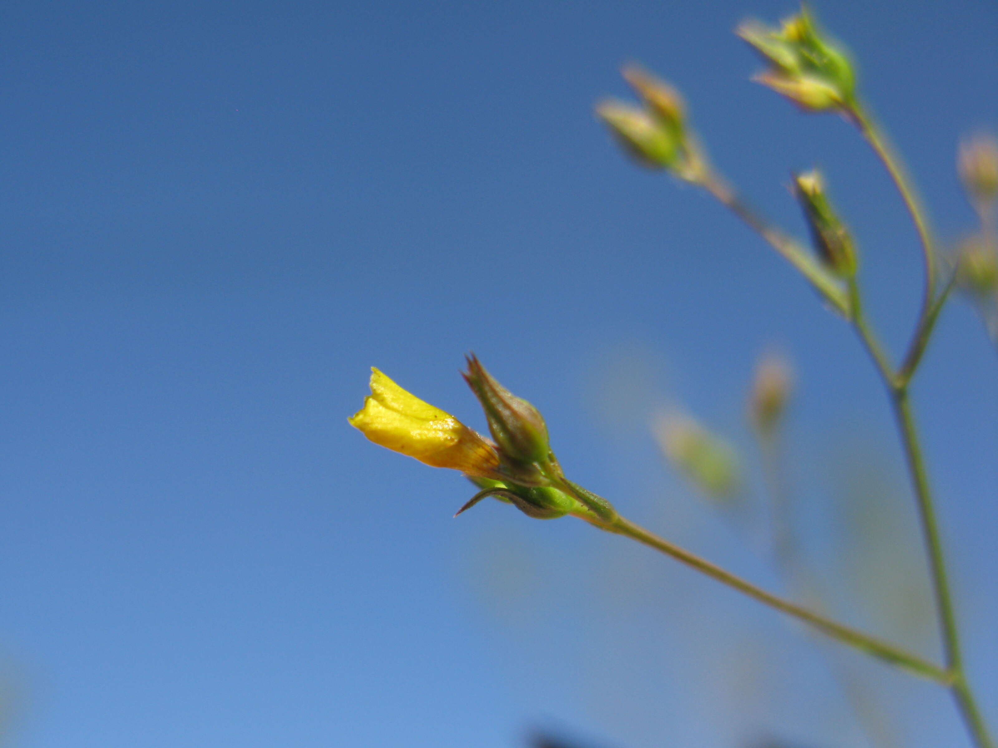 Image of French flax