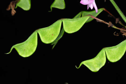 Image of Hylodesmum glutinosum