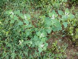 Plancia ëd Chenopodium opulifolium Schrader