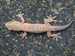 Image of Oriental Leaf-toed Gecko