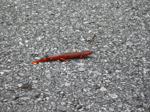 Image of Northern red salamander