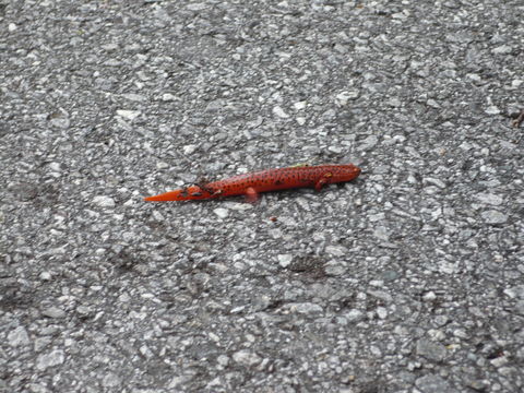 Image of Northern red salamander