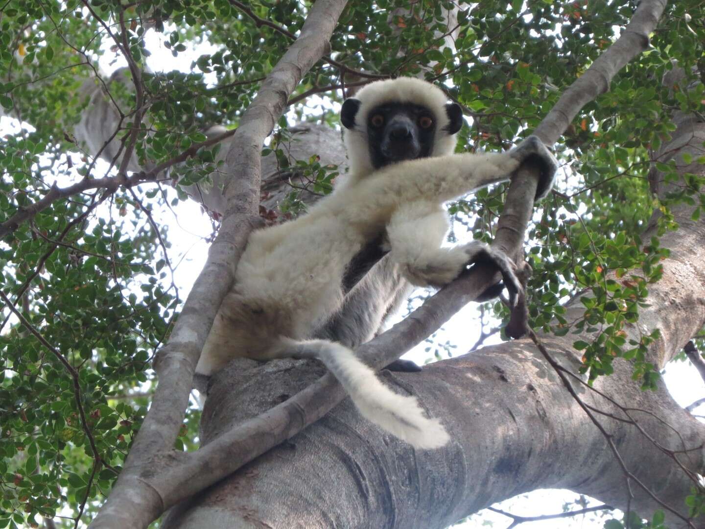 Sivun Propithecus deckenii Peters 1870 kuva