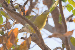 Слика од Treron phoenicopterus (Latham 1790)