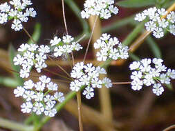 Image of Cerfolium