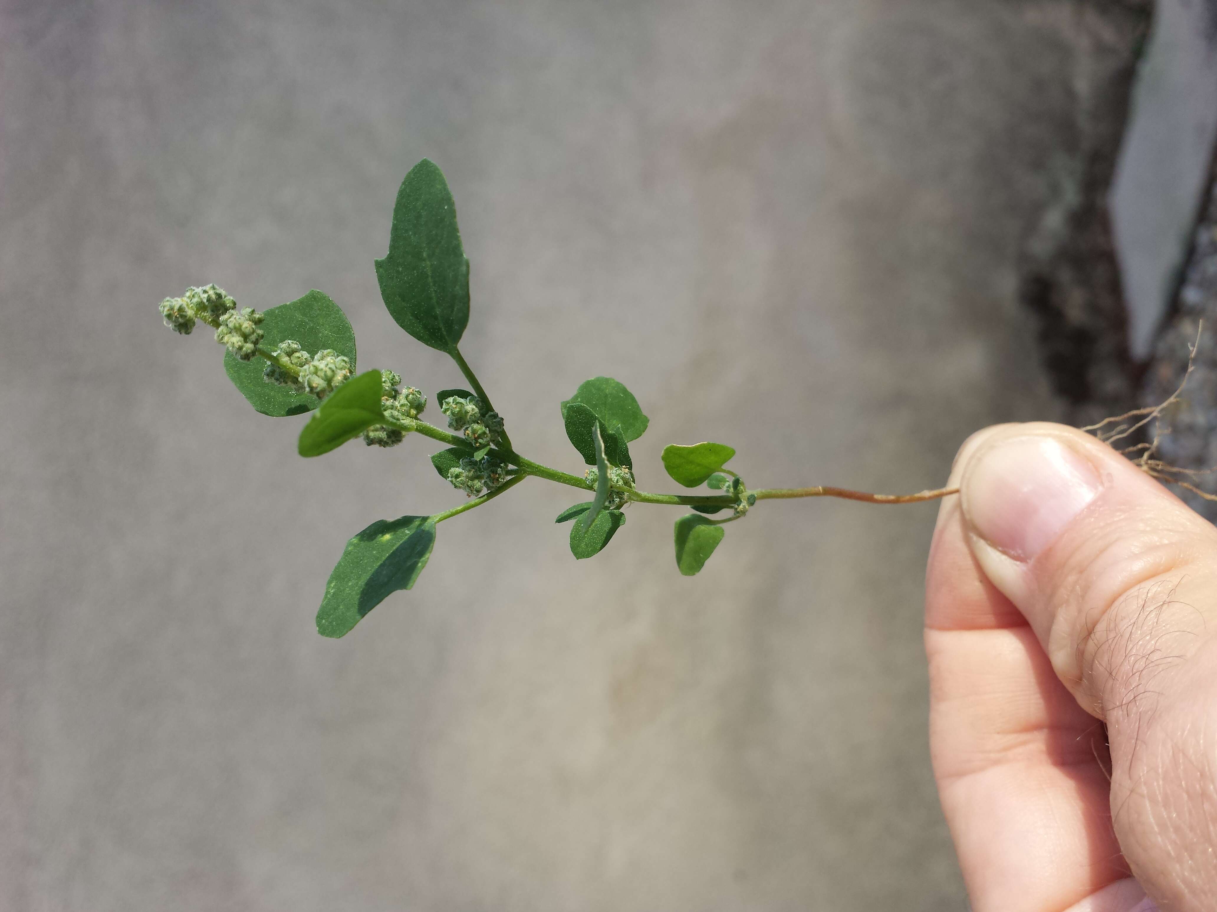 Plancia ëd Chenopodium opulifolium Schrader