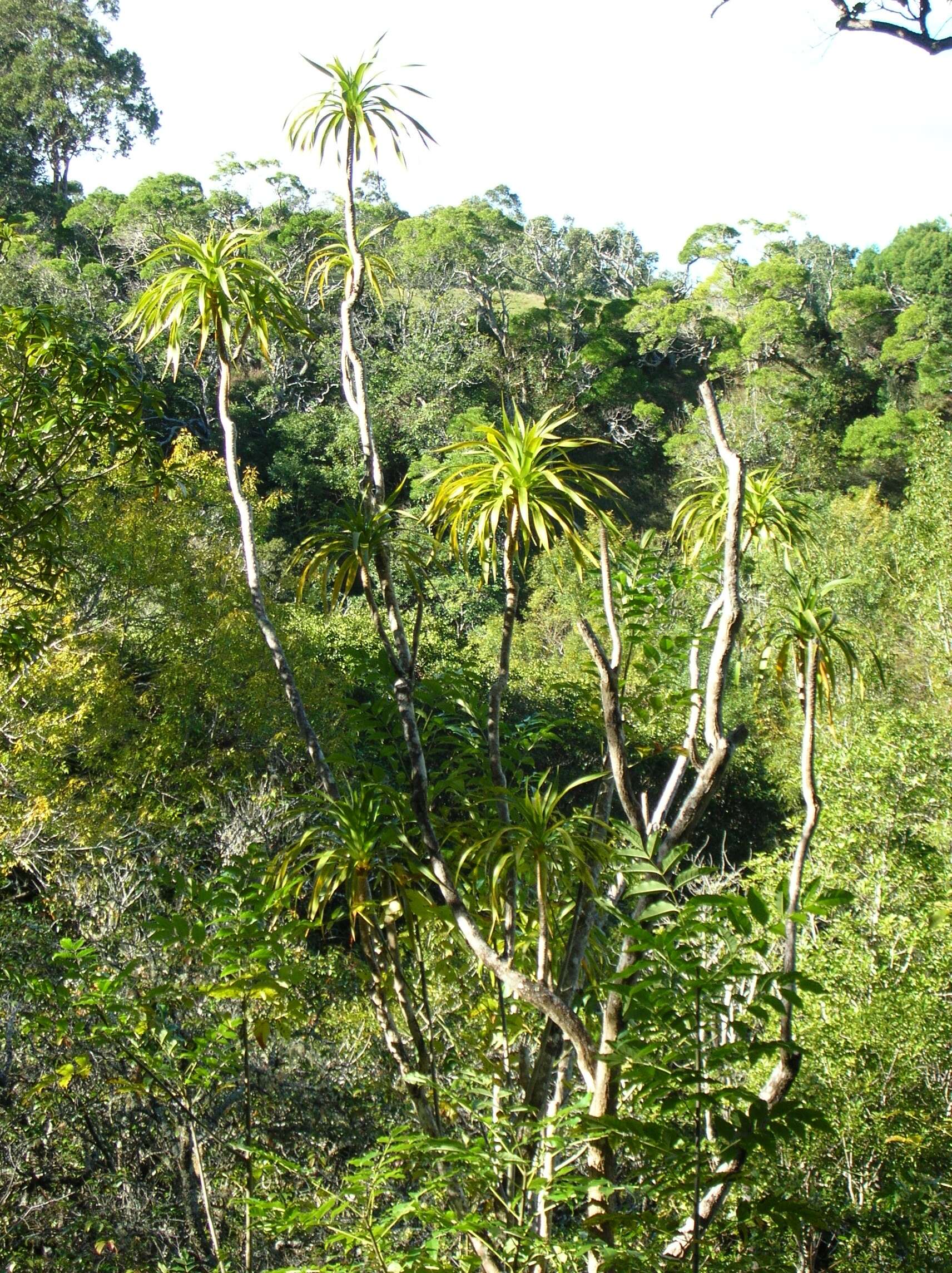 Plancia ëd Dracaena rockii (H. St. John) Jankalski