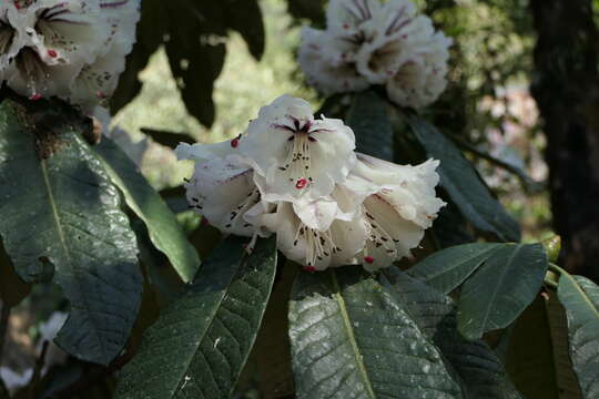 Image of Rhododendron grande Wight