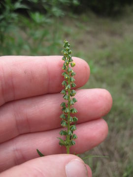 Image of <i>Ambrosia trifida texana</i>