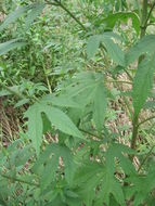 Image of <i>Ambrosia trifida texana</i>