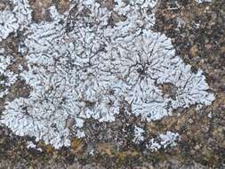 Image of Blue-gray rosette lichen