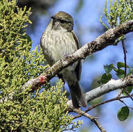 Image of Hispaniolan Pewee