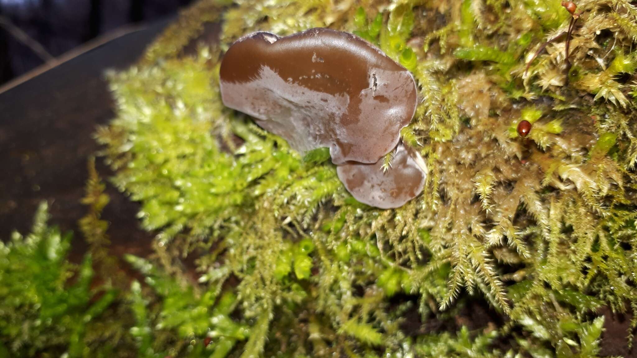 Image of Auricularia mesenterica (Dicks.) Pers. 1822