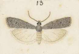 Image of Mediterranean Flour Moth