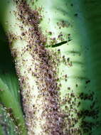 Image of Banana aphid