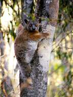 Image of Lesser Weasel Lemur