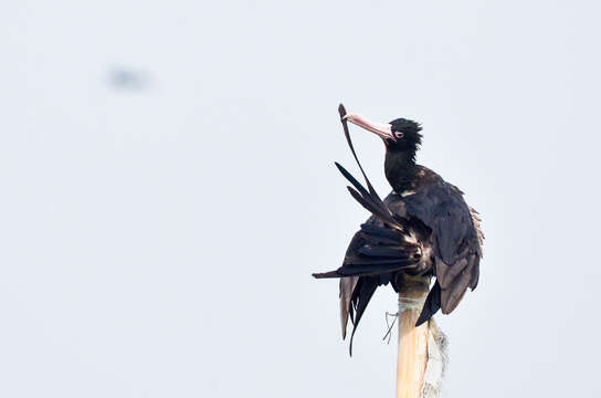 Image of Andrews' Frigatebird