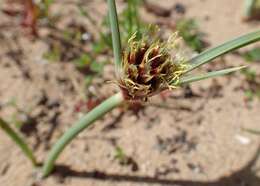 Image de Cyperus capitatus Vand.