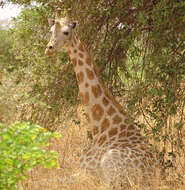 Plancia ëd Giraffa camelopardalis (Linnaeus 1758)