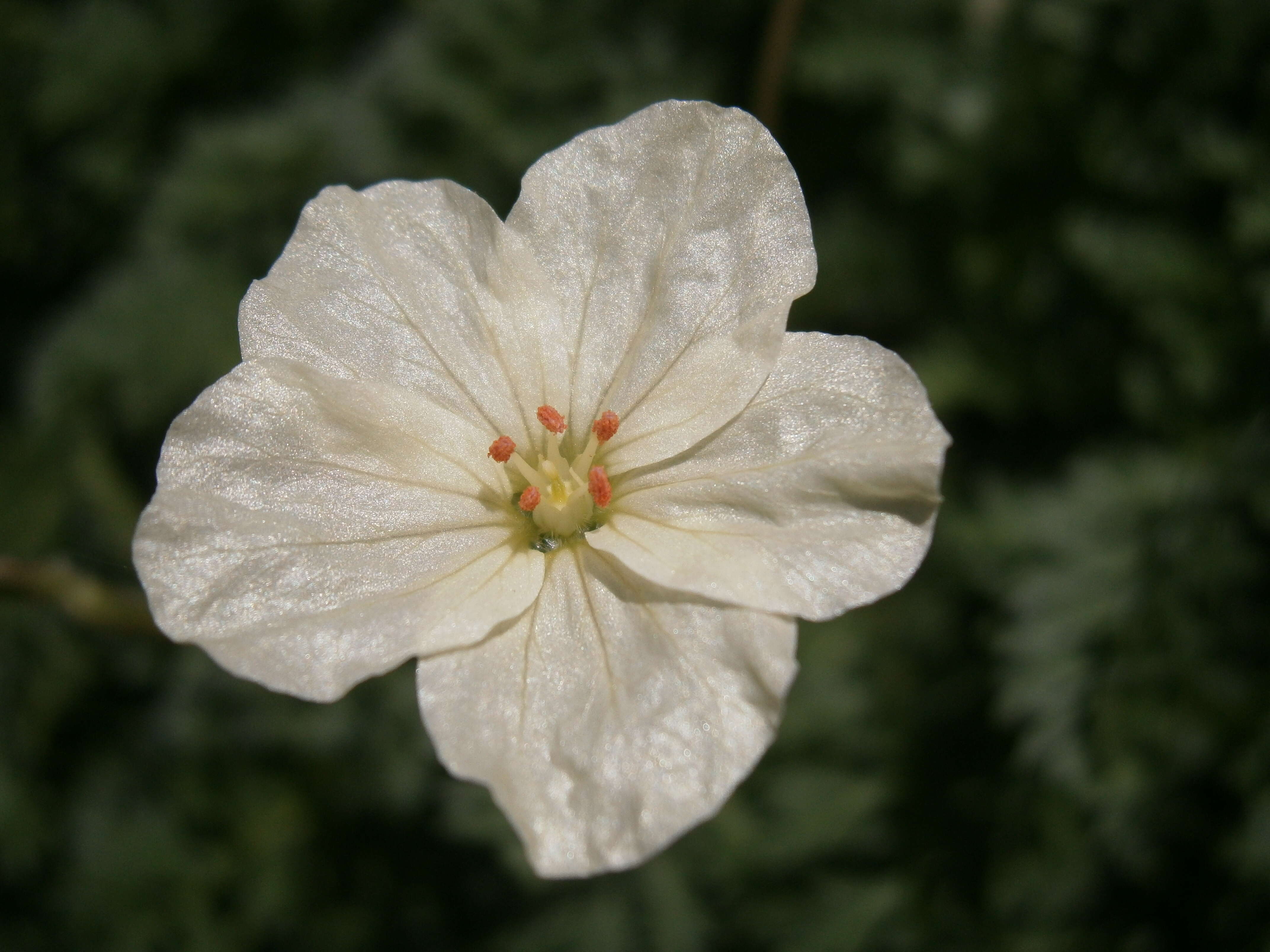 Image of Erodium chrysanthum L'Her. ex DC.