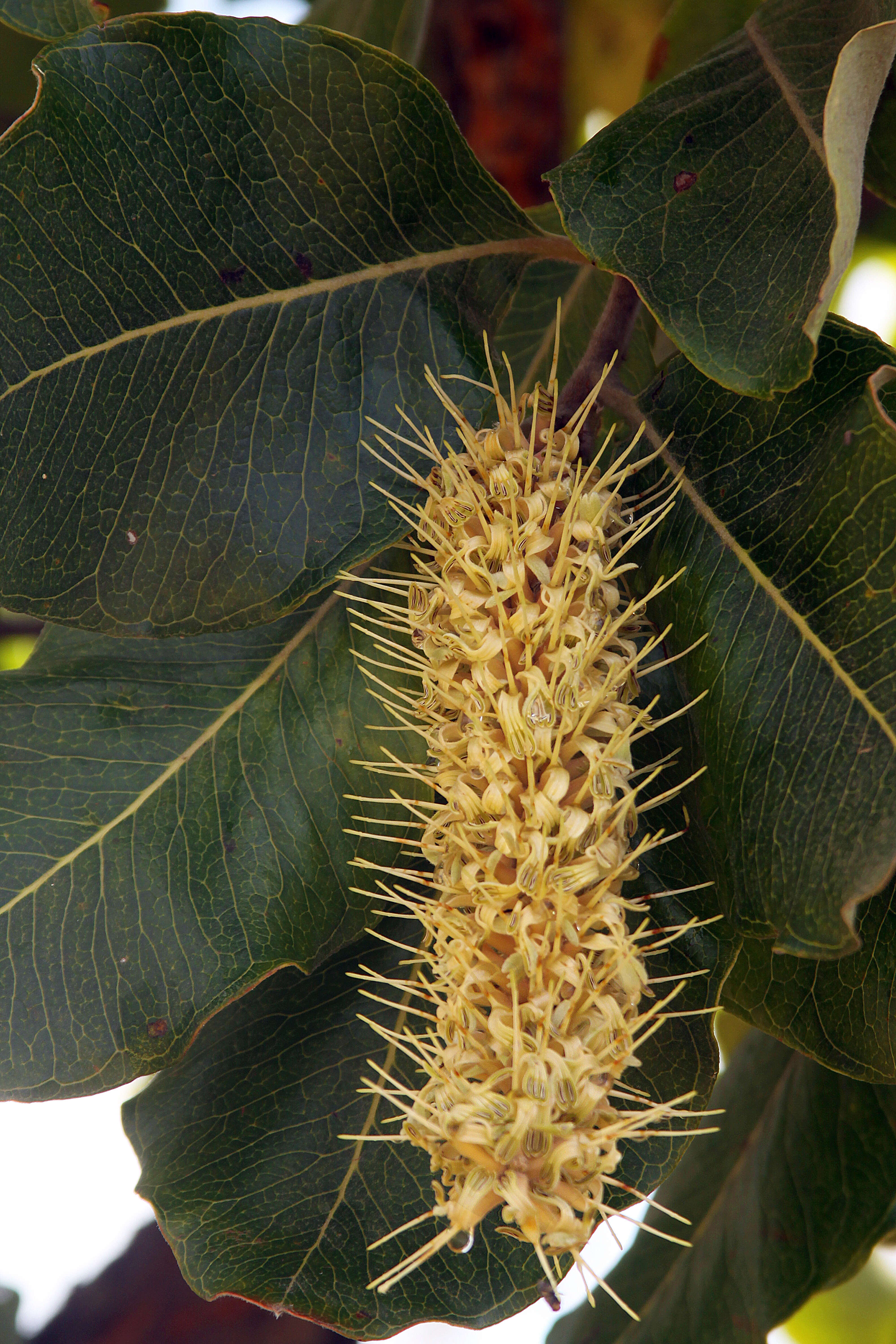 Image of Broad-leave beech