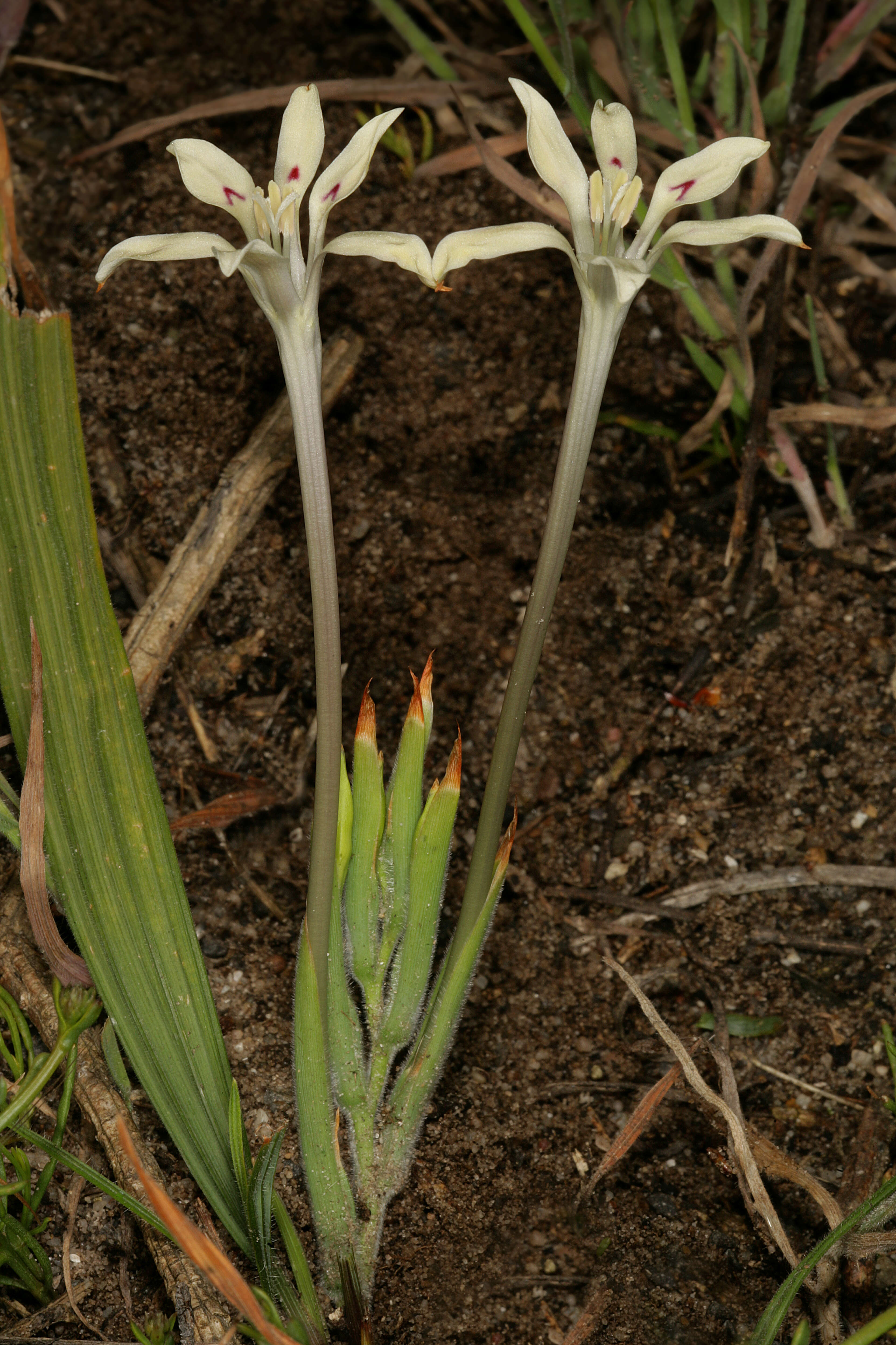 Image of Babiana tubiflora (L. fil.) Ker Gawl.