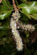 Image of Broad-leave beech