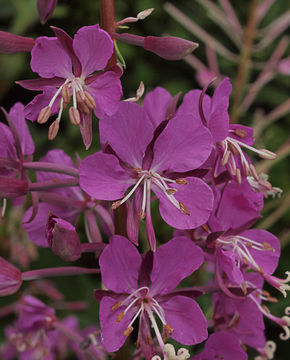 Image of <i>Chamerion <i>angustifolium</i></i> angustifolium