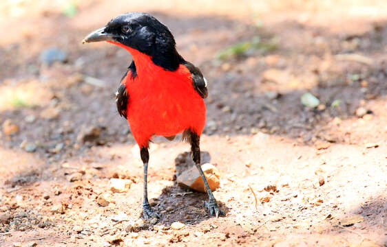 Image of Crimson-breasted Gonolek