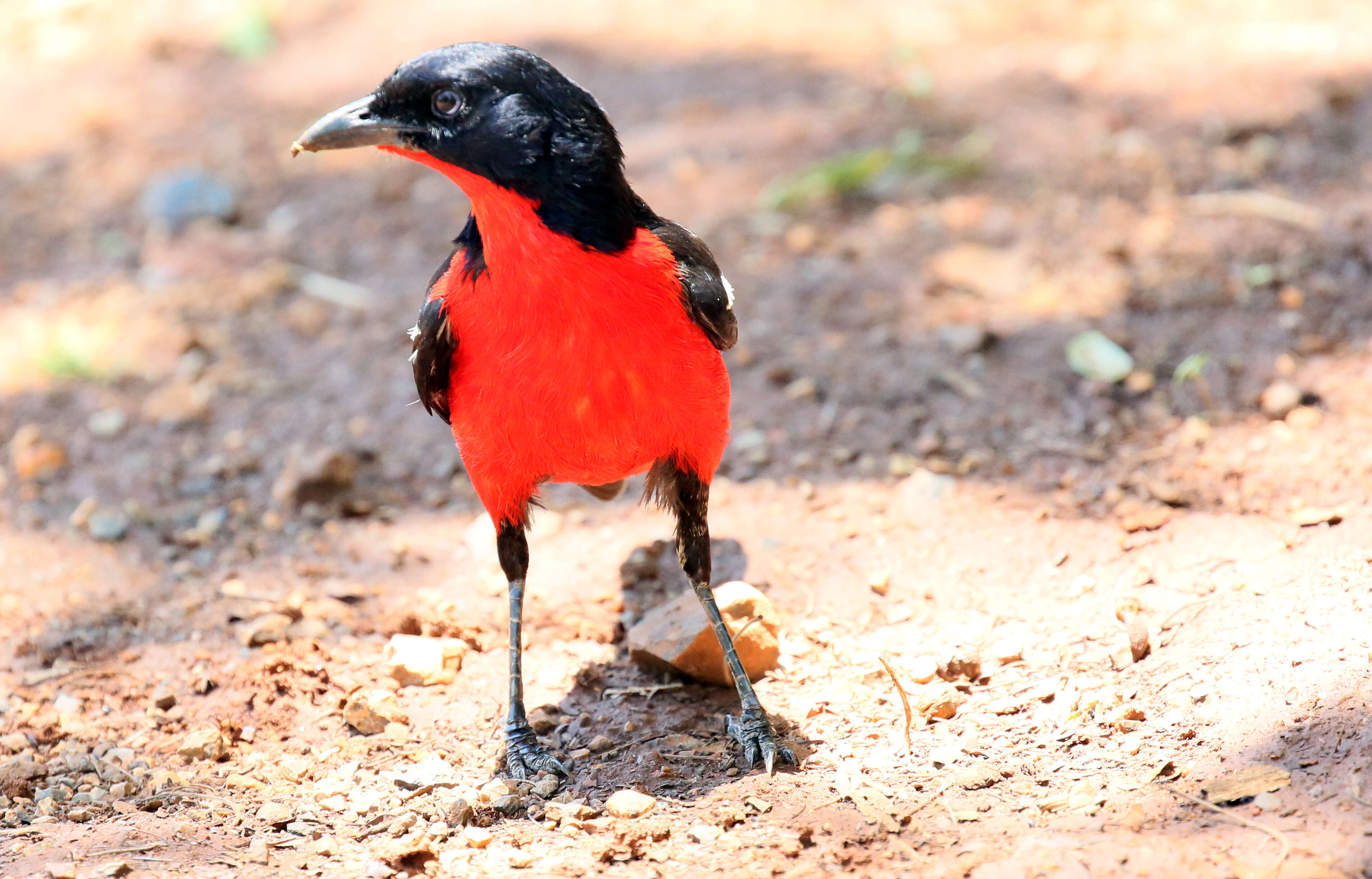 Laniarius atrococcineus (Burchell 1822) resmi