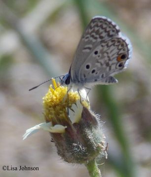 Image of Caribbean blue