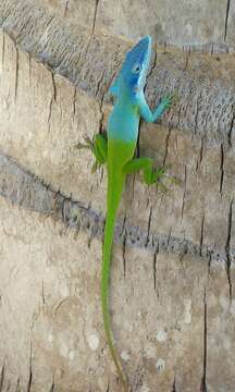 Image of Allison's Anole