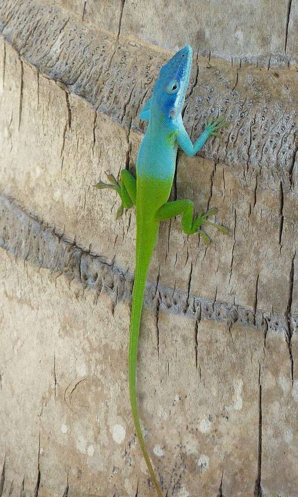 Image of Allison's Anole