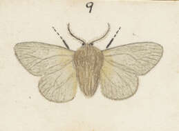 Orophora unicolor Butler 1877的圖片