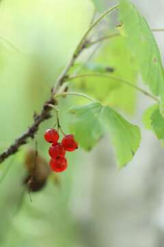 Image of Red Currant