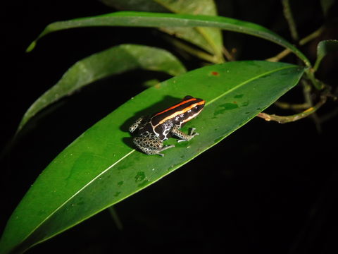 Image of Reticulated poison frog