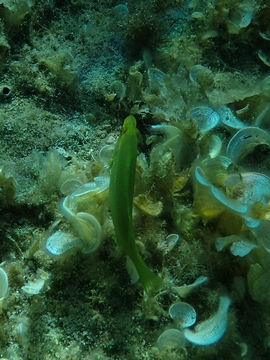 Image of Green Wrasse