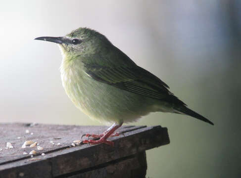 Image of Honeycreeper