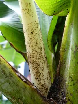 Image of Banana aphid