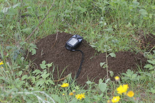 Image of Michoacan pocket gopher