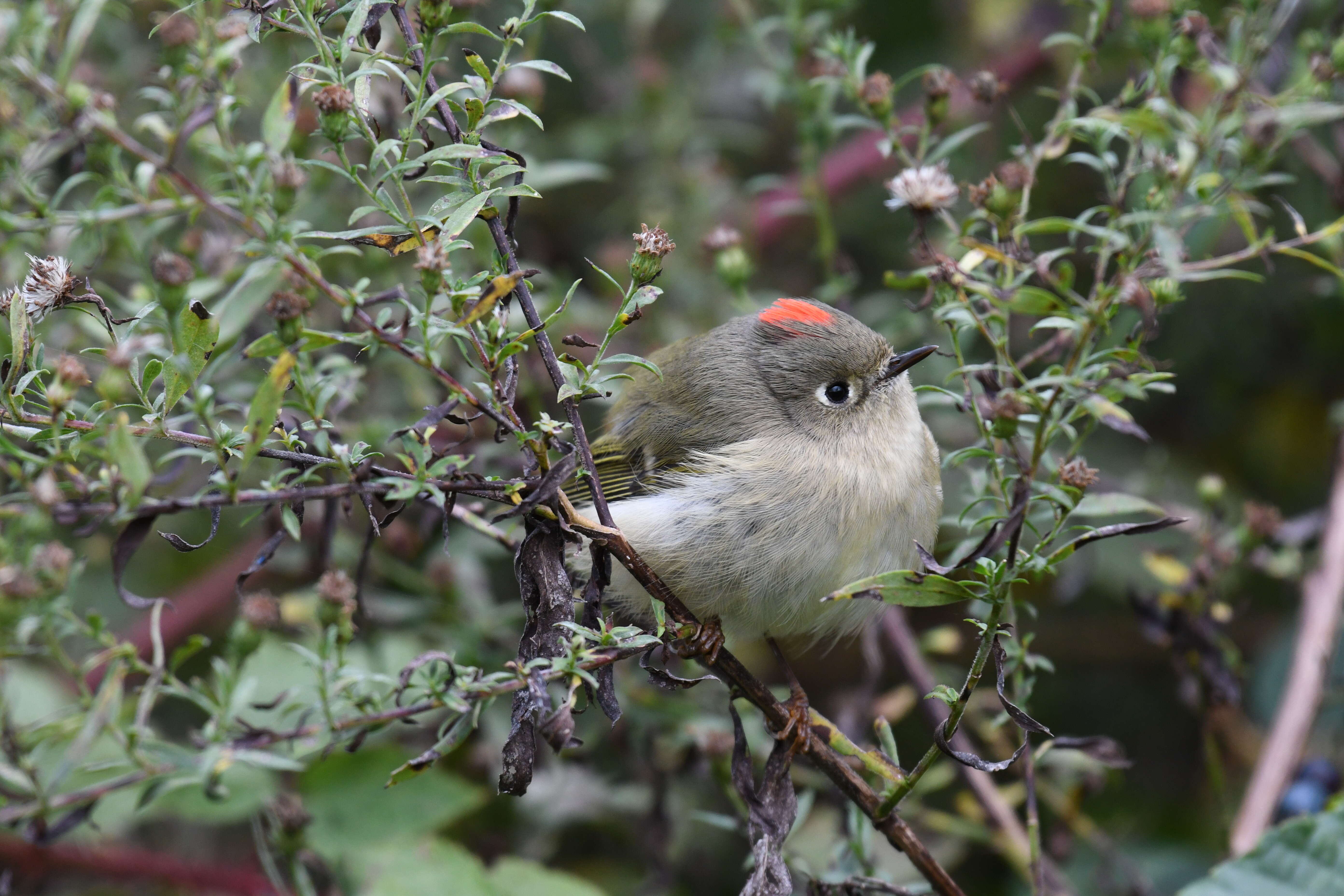 Image of Golden-crowned Kinglet