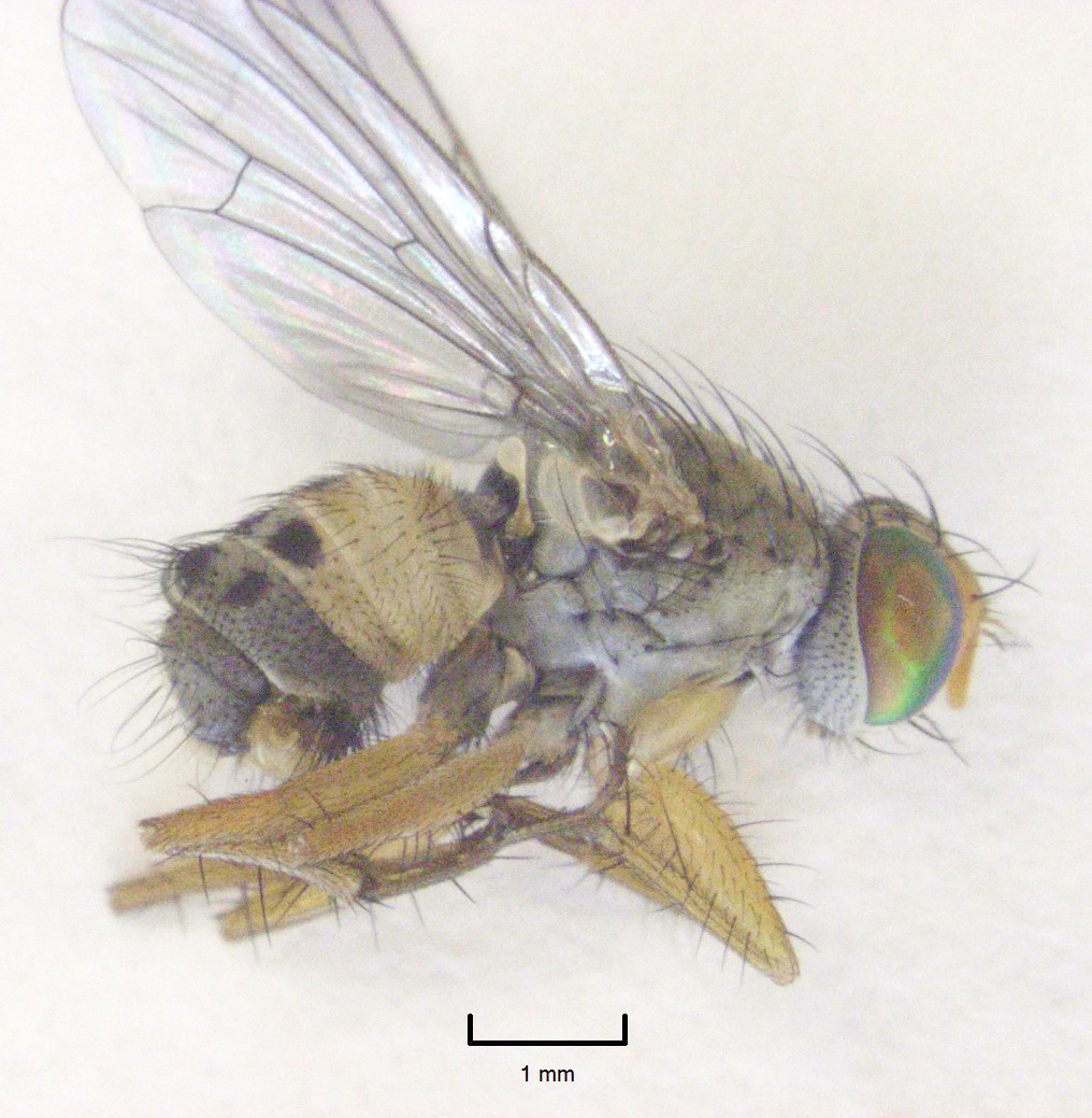 Image of Pygophora apicalis Schiner 1868