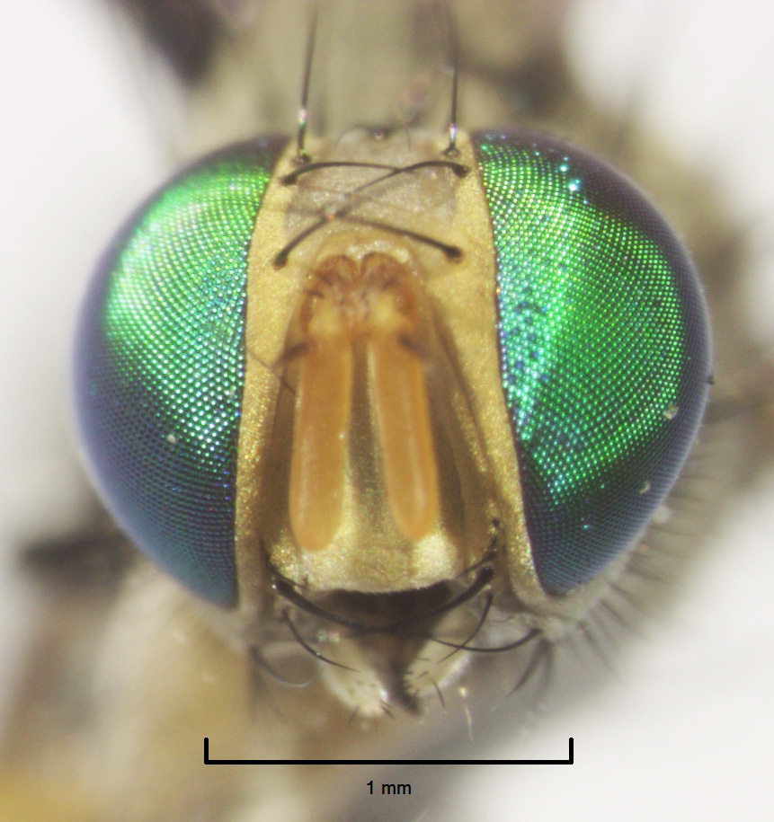 Image of Pygophora apicalis Schiner 1868