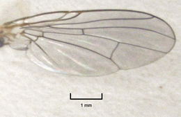 Image of Pygophora apicalis Schiner 1868